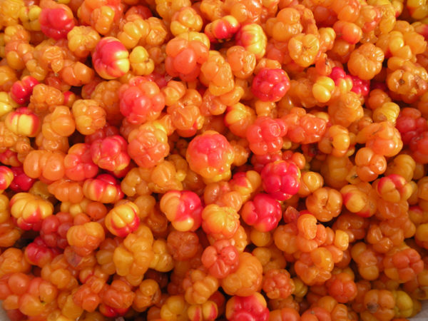 Bakeapples or cloudberries